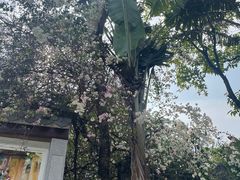 -深圳国际园林花卉博览园