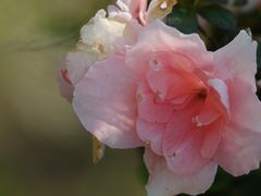 -瑶湖郊野森林公园