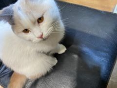 -猫色咖啡·猫咖