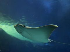 -瑞普利水族馆