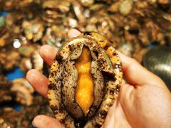 鲍鱼-钱库里海鲜自助(星海广场店)