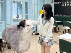 -安格丽娜·狗咖·猫咖羊驼咖(春熙路百盛商场店)