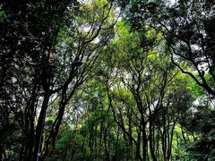 -广州市帽峰山景区
