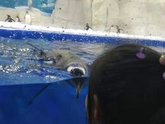 景点-华夏文旅海洋公园