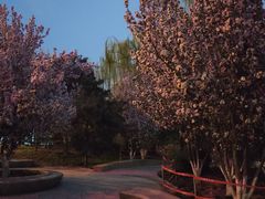 -海棠花溪(元大都城垣遗址公园)
