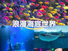 -正佳极地海洋世界