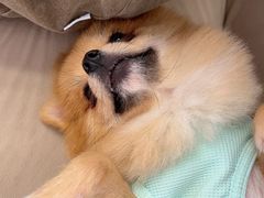 -怪兽屋·羊驼·猫咖·狗咖(俊华广场店)