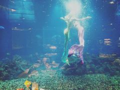 -海棠湾洲际-涛·海底餐厅·美人鱼·自助餐·海底隧道