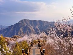 -大岭沟猕猴桃谷风景区