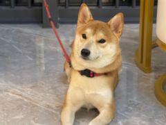 -爱诺耐芙动物医院(万博店)