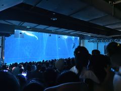 -芜湖新华联大白鲸海洋公园