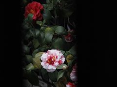 -拙政园