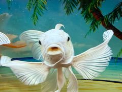 -汤泉良子.足疗按摩.SPA(中关村店)