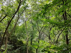 -大岭沟猕猴桃谷风景区