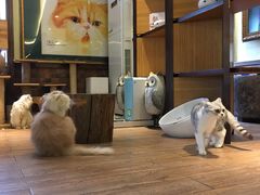 -more than meow吴止猫主题餐厅(承德 中船汇店)