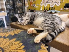 -平行世界·猫咖(首经贸店)