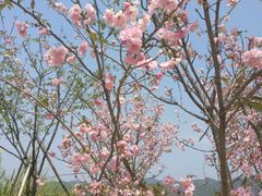 -天适樱花悠乐园
