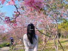 -天适樱花悠乐园