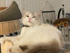 -平行世界·猫咖(首经贸店)