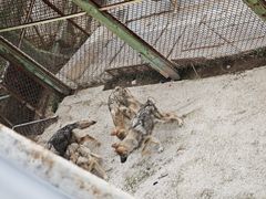 -青藏高原野生动物园