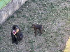 -大连森林动物园