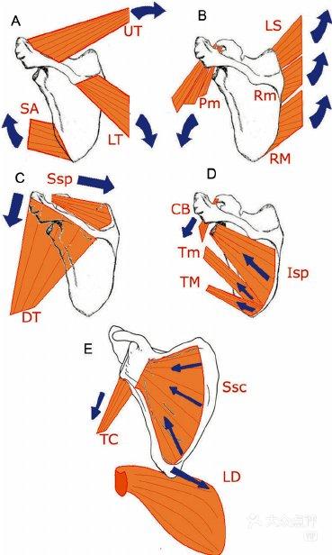 功能解剖学肩胛提肌