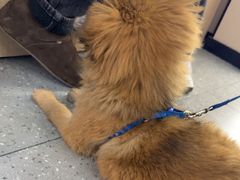 -瑞派伍一宠物医院·眼科·骨科·猫科转诊中心(马王堆院)