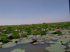 -微山湖红荷湿地景区
