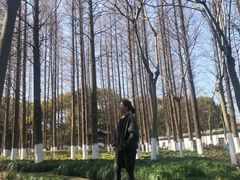 -瀛洲公园