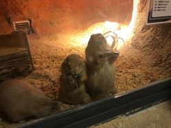 -酷嗒动物文化乐园(cutezoo西溪乐天城店)