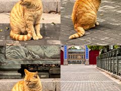 -高旻寺