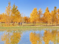 -金塔沙漠胡杨林景区