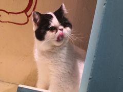 -猫小院猫主题咖啡厅(北锣店)
