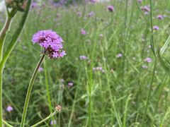 -国际非物质文化遗产博览园