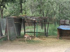 -青藏高原野生动物园