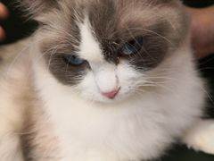 -遇见羊驼·奶狗咖·布偶猫咖·法斗柯基柴犬阿拉斯加(春熙路太古里IFS店)