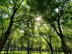 -东郊湿地公园