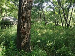-大岭沟猕猴桃谷风景区