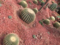 -呀路古热带植物园