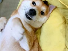 -逗柴咖啡屋·狗咖猫咖宠物桌游