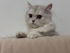 -瑞鹏宠物医院·骨科·猫科·内科(第一中心)