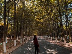 -八大关景区