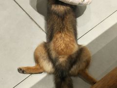 -柴务处·柴犬主题狗咖