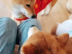 -南京Hallo宠物乐园·哈罗犬舍·柴犬繁育基地