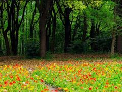 -上海共青森林公园