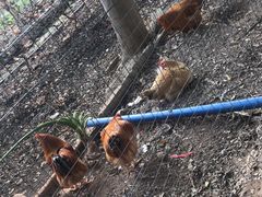 -新塘水果乐园(东洲大道店)