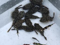 -哈尔滨道外花鸟鱼市场