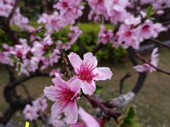 -空港花田景区