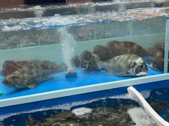 -外伶仃岛海鲜市场