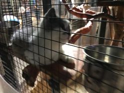 -酷嗒动物文化乐园(cutezoo西溪乐天城店)